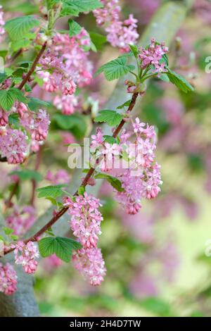 Blood currant 'Claremont', Ribes sanguineum 'Claremont', Pink flowering currant 'Claremont', Winter currant 'Claremont', Ribes glutinosum 'Claremont' Stock Photo