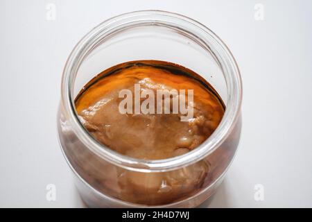 Organic homemade kombucha fungus in glass jar Stock Photo