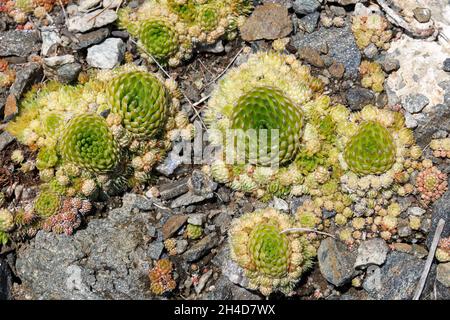 Orostachys spinosa. Wild plants on Lake Baikal. Stock Photo