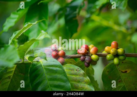 Close Up branch of arabicas Coffee Tree Which Has Spiderweb  at Chiang mai Province Northern Thailand,Coffee bean Single origin words class specialty. Stock Photo