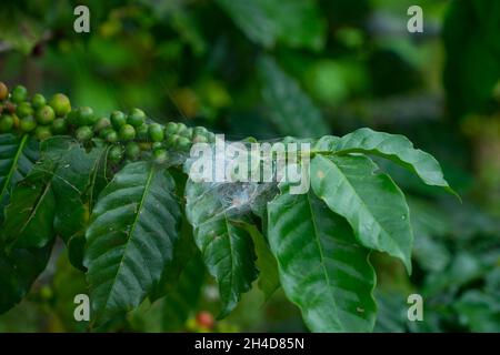 Close Up branch of arabicas Coffee Tree Which Has Spiderweb  at Chiang mai Province Northern Thailand,Coffee bean Single origin words class specialty. Stock Photo