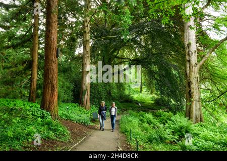 Mammutbäume, Botanischer Garten, Münster, Nordrhein-Westfalen, Deutschland Stock Photo