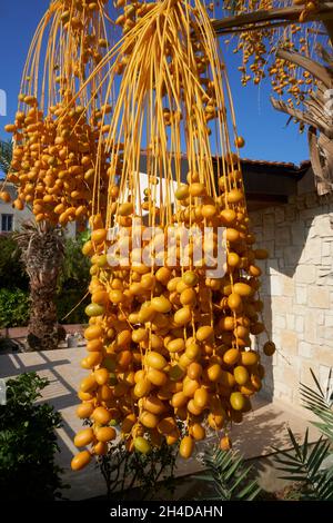 Close-Up of bunch of yellow dates hanging from palm tree in Cyprus Stock Photo