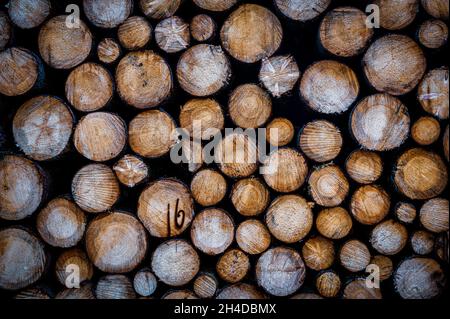 Forestry, raw material wood or timber trade concept. Freshly felled wood is piled up in a forest in Saxony (Germany). Stock Photo