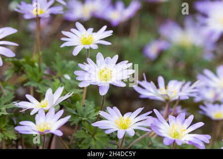 Anemone blanda flowers, perennial plants flowering in spring in a UK garden border Stock Photo