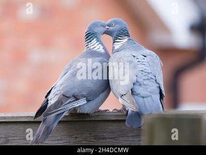 Wood pigeon birds kissing. Male and female pigeons bonding, courtship ritual in a UK garden Stock Photo