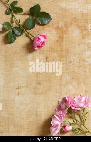 Several red and pink roses on an aged canvas. Tender background image with copy space, in soft colors like painted Stock Photo