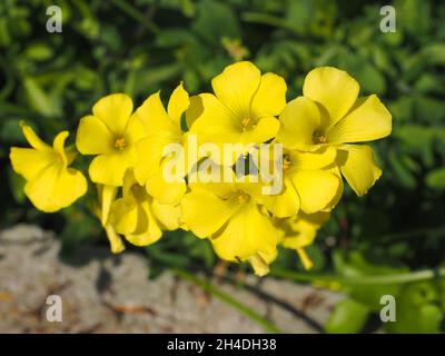 Yellow Oxalis pes-caprae, Bermuda buttercup or African wood-sorrel flowers. Buttercup oxalis is tristylous flowering plant, sorrel family Oxalidaceae. Stock Photo