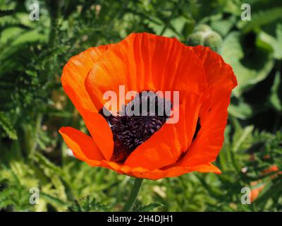 Red blossom of double Papaver orientale flower, close up. Garden Oriental poppy is herbaceous, perennial, flowering plant of the family Papaveraceae. Stock Photo