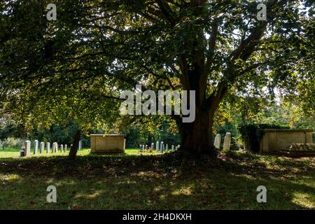 Graves seen in pocket of bright sunshine backlit from under the shade of a tree in full leaf at St Lawrence Church Knodishall, Suffolk Stock Photo