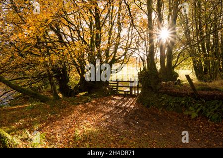 Morning sun and autumn colour at a stile on the footpath beside the River Barle to the west of Withypool in Exmoor National Park, Somerset, England. Stock Photo
