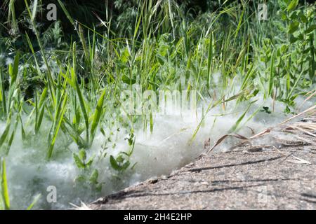 White fluff lies on the edge of the road on the green grass. concept poplar  allergy.