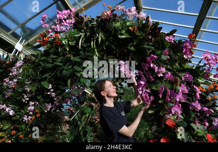 Horticulturist Georgia Sellars makes some final adjustments during a preview for the Kew Orchid Festival: Celebrate the colour of Colombia, display at the Royal Botanic Gardens, Kew, west London. . Picture dated: Wednesday February 7, 2019. Photo credit should read: Isabel Infantes / EMPICS Entertainment. Stock Photo