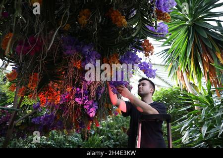 Horticulturist Tim Forshaw makes some final adjustments during a preview for the Kew Orchid Festival: Celebrate the colour of Colombia, display at the Royal Botanic Gardens, Kew, west London. . Picture dated: Wednesday February 7, 2019. Photo credit should read: Isabel Infantes / EMPICS Entertainment. Stock Photo