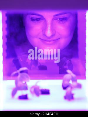 A museum assistant looks at little plants in a 'specialized growing chamber' while the personal food computer adjust and monitor the plants' climate through robotic systems during the press launch of the V&A exhibition FOOD: Bigger than the Plate, which explores how innovative individuals, communities and organisations are radically re-inventing how we grow, distribute and experience food. Picture dated: Monday May 15, 2019. Photo credit should read: Isabel Infantes / EMPICS Entertainment. Stock Photo