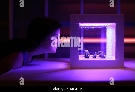 A museum assistant looks at little plants in a 'specialized growing chamber' while the personal food computer adjust and monitor the plants' climate through robotic systems during the press launch of the V&A exhibition FOOD: Bigger than the Plate, which explores how innovative individuals, communities and organisations are radically re-inventing how we grow, distribute and experience food. Picture dated: Wednesday May 15, 2019. Photo credit should read: Isabel Infantes / EMPICS Entertainment. Stock Photo