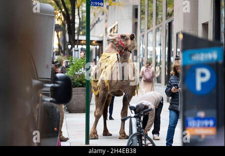 New York, USA. 02nd Nov, 2021. One of the camels that appears in the annual 'Christmas Spectacular Starring the Radio City Rockettes' stands on the sidewalk before being blessed by US Cardinal Timothy Cardinal Dolan, the Archbishop of New York, with the other farm animals in annual show at Radio City Music Hall. Credit: Abaca Press/Alamy Live News Stock Photo