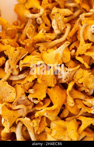 Finferli Mushrooms Stock Photo