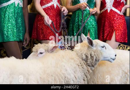 Members of the Rockettes stand with sheep appearing in the annual 'Christmas Spectacular Starring the Radio City Rockettes' while they are blessed by US Cardinal Timothy Cardinal Dolan, the Archbishop of New York, at Radio City Music Hall in New York, New York, USA, 02 November 2021. The show, which runs from 05 November 2021 until 02 January 2022, features the animals in a live nativity scene, which has been a feature of the Christmas show at Radio City since it began in 1933, though the show was cancelled in 2020 due to the coronavirus pandemic. Stock Photo