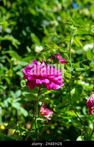 Fuchsia roses at Wapping Rose Gardens, Wapping, East London, UK Stock Photo