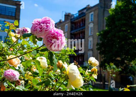 Pink and yellow roses at Wapping Rose Gardens, Wapping, East London, UK Stock Photo