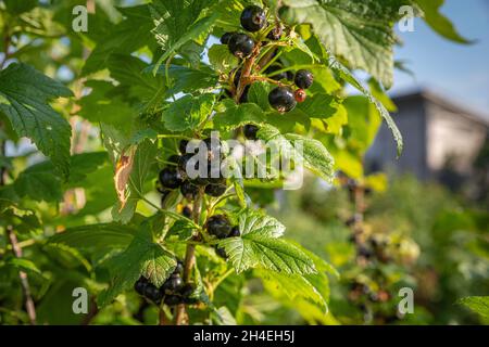 Blackcurrants growing on a bush ready for picking. Stock Photo