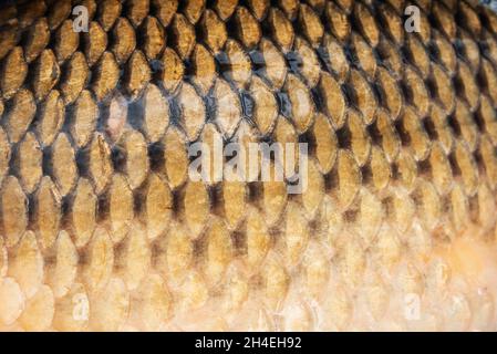 Fish Scales Texture. Skin of Carp Stock Image - Image of