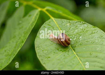 Beautiful lovely snail in grass with morning dew. Stock Photo