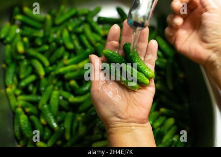 Pile of green gherkins cornichon on the hand Stock Photo