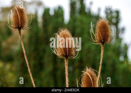 Dried teasel heads against a soft focus background Stock Photo