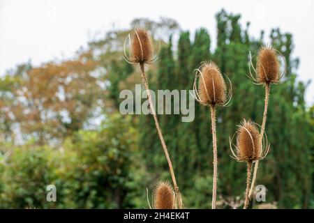 Dried teasel heads against a soft focus background Stock Photo