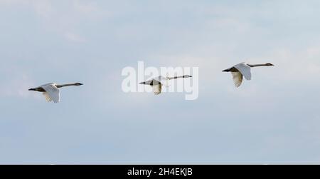 Three trumpeter swans (Cygnus buccinator) fly over Crex Meadows in Wisconsin. Stock Photo