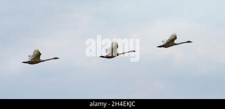 Three trumpeter swans (Cygnus buccinator) fly over Crex Meadows in Wisconsin. Stock Photo