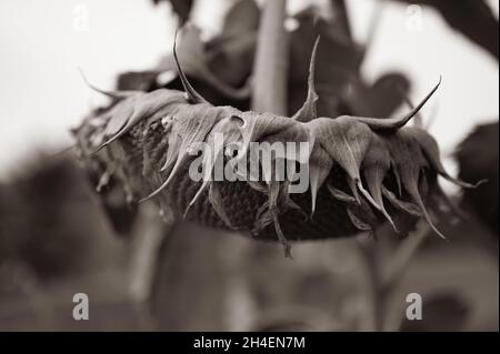 Selective focus on drooping sunflower head after petals have wilted Stock Photo