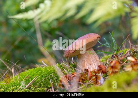 Small brown cap edible mushrooms grows in wood. Cep mushrooms food. Boletus growing in wild nature Stock Photo