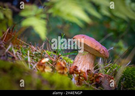 Small brown cap edible mushrooms grows. Cep mushrooms food. Boletus growing in wild nature Stock Photo
