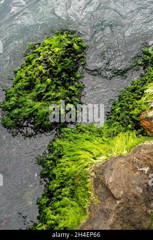 Mossy rock texture in the sea with green water Stock Photo