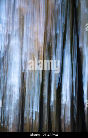 Defocused abstract texture of a beech forest in autumn, on the slopes of the Moncayo mountain, in Aragon, Spain Stock Photo