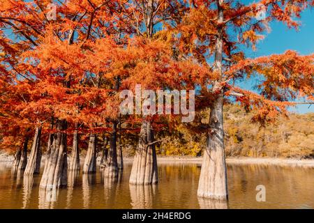 Orange Taxodium trees in water. Autumnal swamp cypresses on lake with reflection. Stock Photo