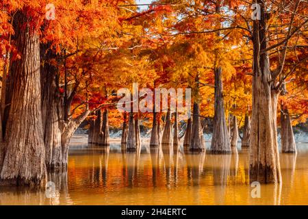 Trees in water with orange needles. Autumnal swamp cypresses on lake with reflection. Stock Photo