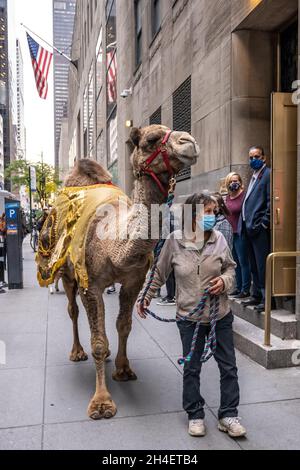 New York, USA. 1st Nov, 2021. A camel arrives in midtown for the traditional blessing of the animals by New York City's Archbishop Timothy Dolan. The animals will appear in a living Nativity scene at the Radio Citiy Music Hall Christmas Spectacular show in New York City, which returns after having been cancelled last year during the pandemic lockdown. Credit: Enrique Shore/Alamy Live News Stock Photo