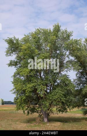 Schwarz-Pappel, Schwarzpappel, Pappel, Saarbaum, Populus nigra, black poplar, black-poplar, Le peuplier noir Stock Photo