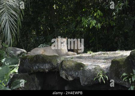 lion and lioness resting on the rock in a jungle Stock Photo