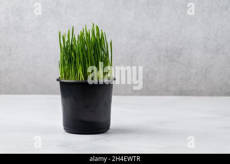 Grass that is grown specifically for cats indoors. Oatgrass in black pot on gray background. Barley Grass, Orchard grass for pets Stock Photo