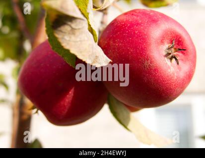 Fresh red apples (variety: Elstar) growing on the tree in the autumn sunshine, ready for picking Stock Photo