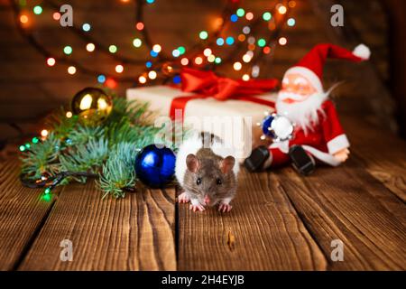 Cute pet rat in new year's decor. Cute rat is sitting santa claus toy, next to it are boxes with gifts and new year decorations on wooden background, multicolored garland is shining, selective focus Stock Photo