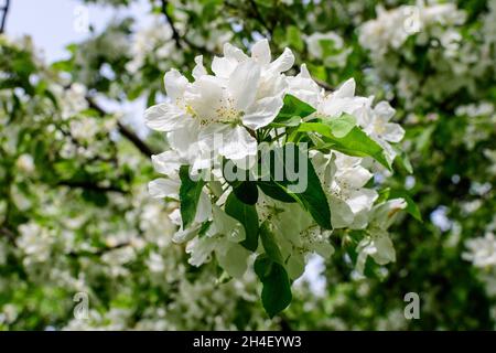 plasticine, peach blossom orchard, close up of one beautiful pea 