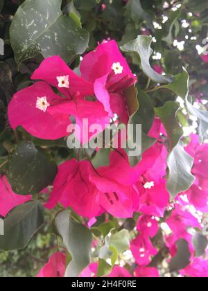 pink flowers of a santa rita Stock Photo