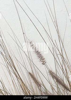 Dried pampas grass against white wall background Stock Photo