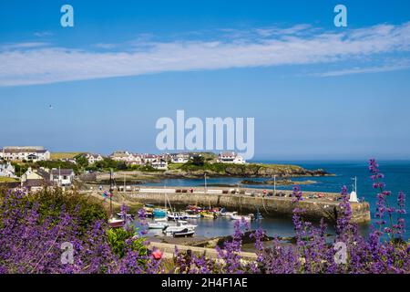 View to harbour in most northerly Welsh village in summer with flowers in foreground. Cemaes, Isle of Anglesey, Wales, UK, Britain Stock Photo